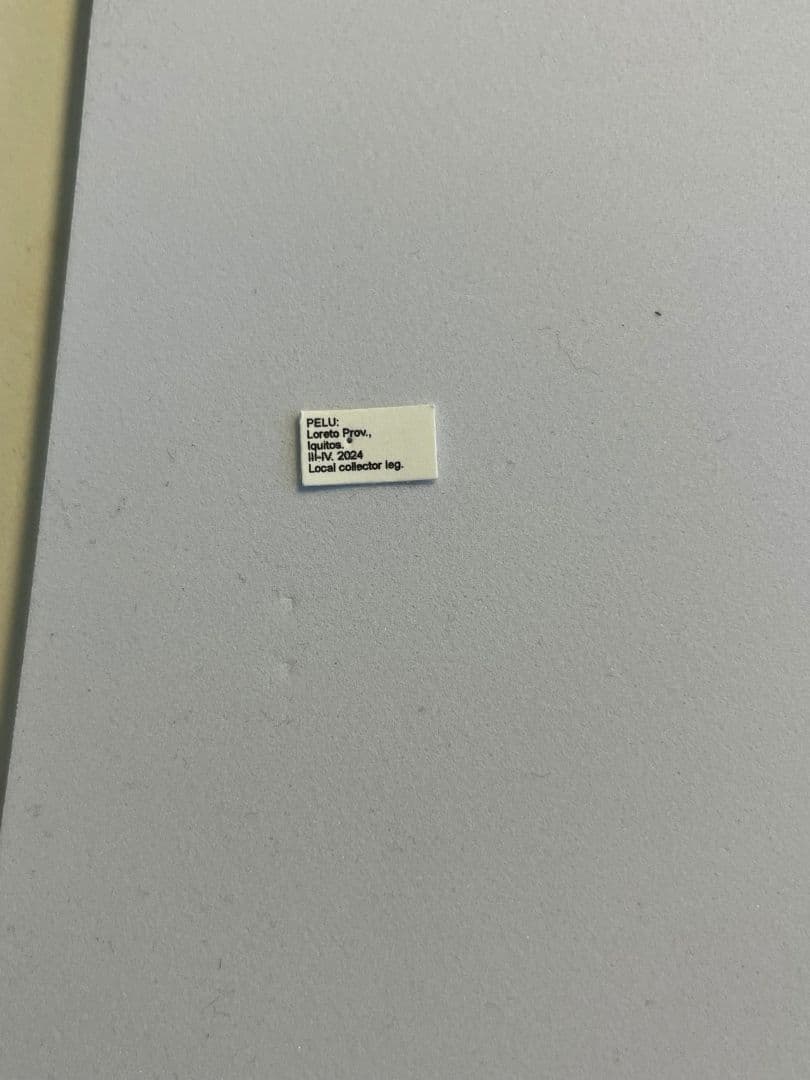 【106mm♀】オオキバウスバカミキリ標本 Macrodontia昆虫標本