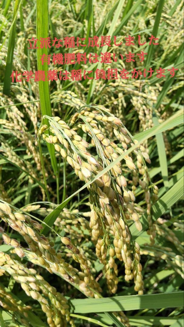 私といるとなぜか元気に？ ７年産コシヒカリ 玄米10 kg 特栽① 農薬等不使用