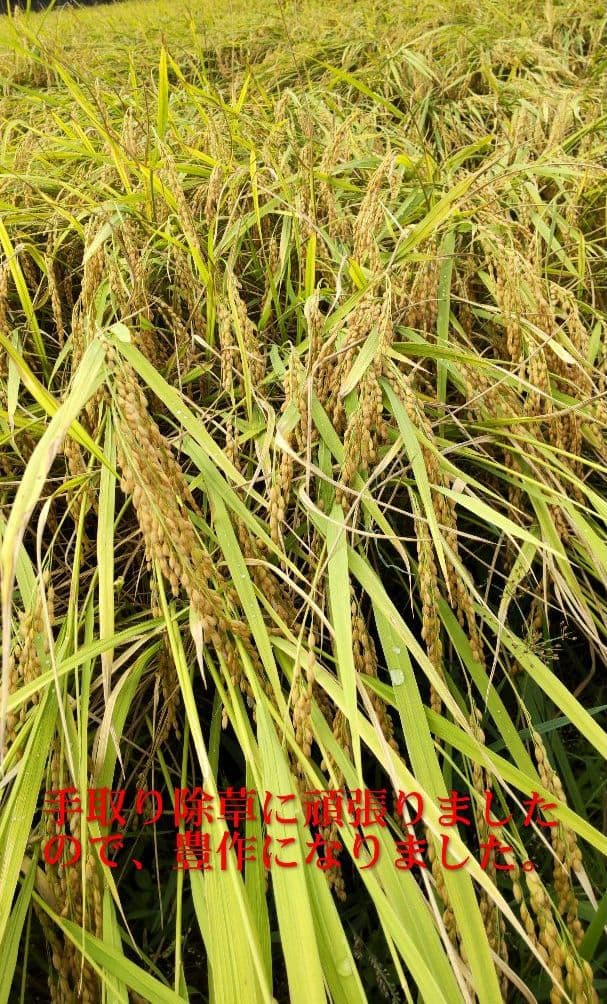 私といるとなぜか元気に？ ７年産コシヒカリ 玄米10 kg 特栽① 農薬等不使用