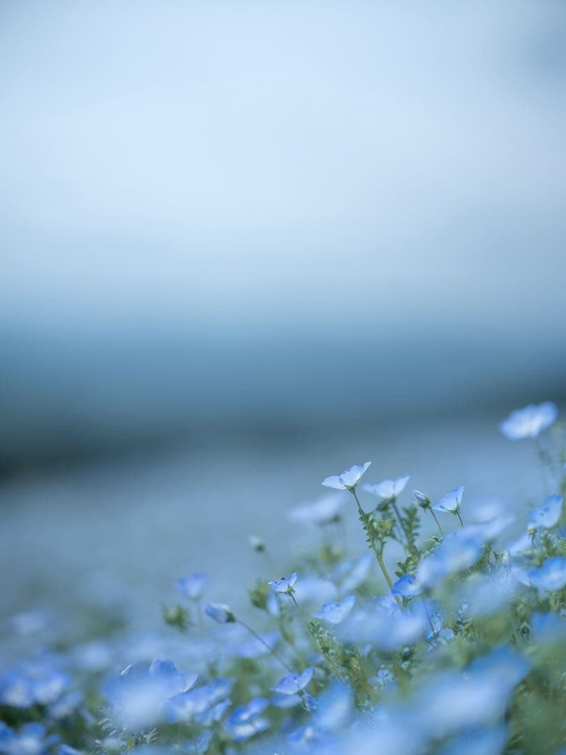 レンズ(単焦点) FUJIFILM GF80mm F1.7 R WR