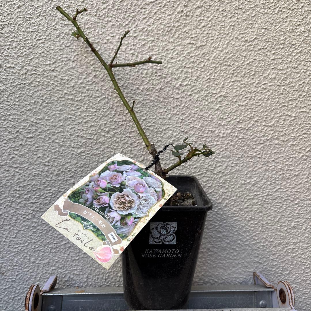 バラ苗　ラヴァンド・ラルム&カフェ・モカ　2苗セットプラ鉢ごとゆうゆうメルカリ便