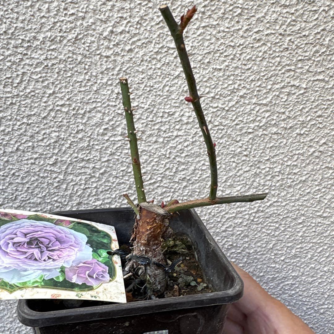 バラ苗　ラヴァンド・ラルム&カフェ・モカ　2苗セットプラ鉢ごとゆうゆうメルカリ便