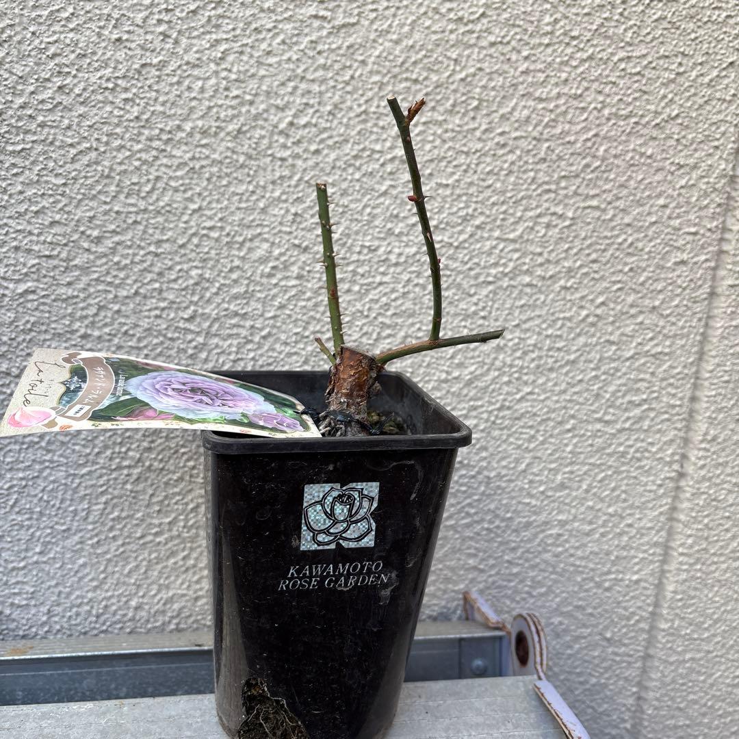 バラ苗　ラヴァンド・ラルム&カフェ・モカ　2苗セットプラ鉢ごとゆうゆうメルカリ便