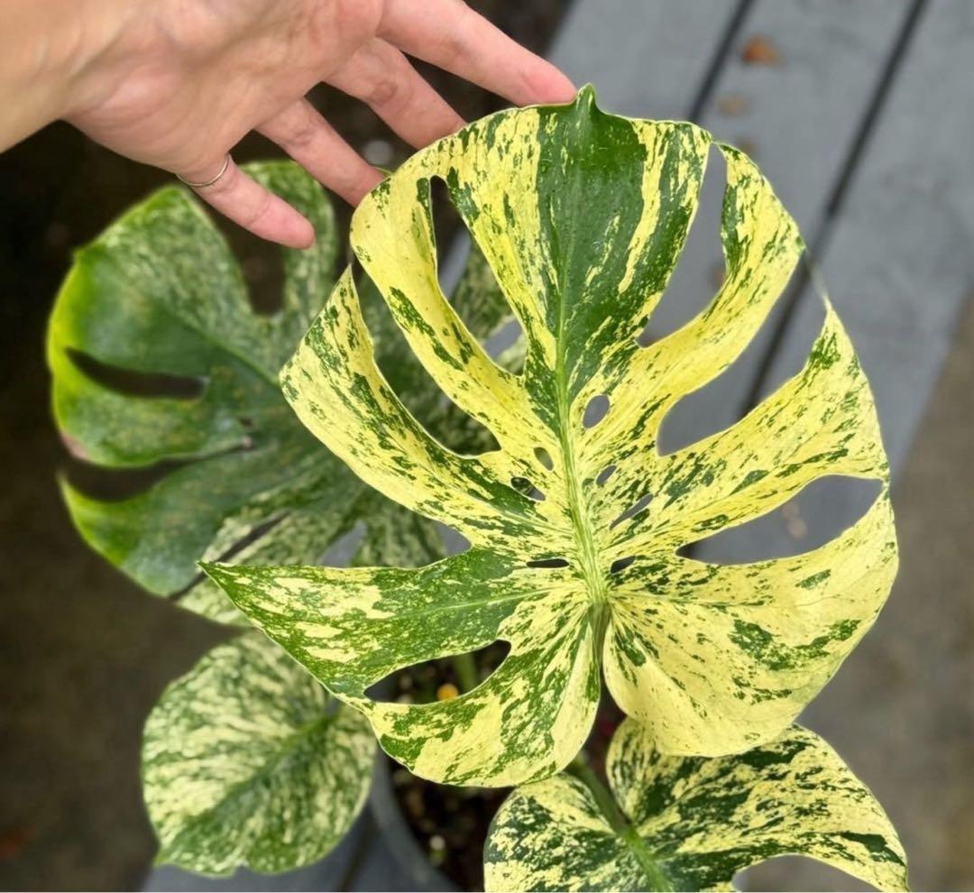 TC☆モンステラ　デリシオーサ　サイアムミント　組織培養株