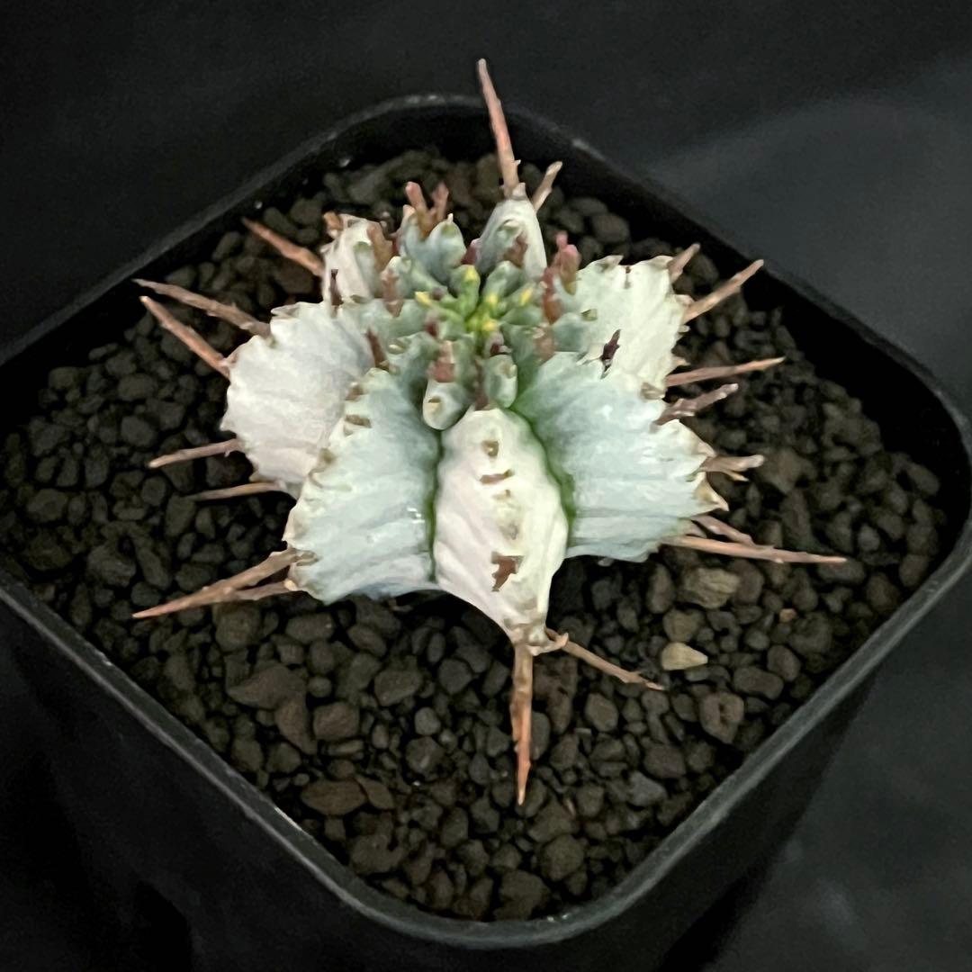 佐*太様 ユーフォルビアホリダ 勝岡アルバ 純血統 極上 雌株 カキ子SSSラン