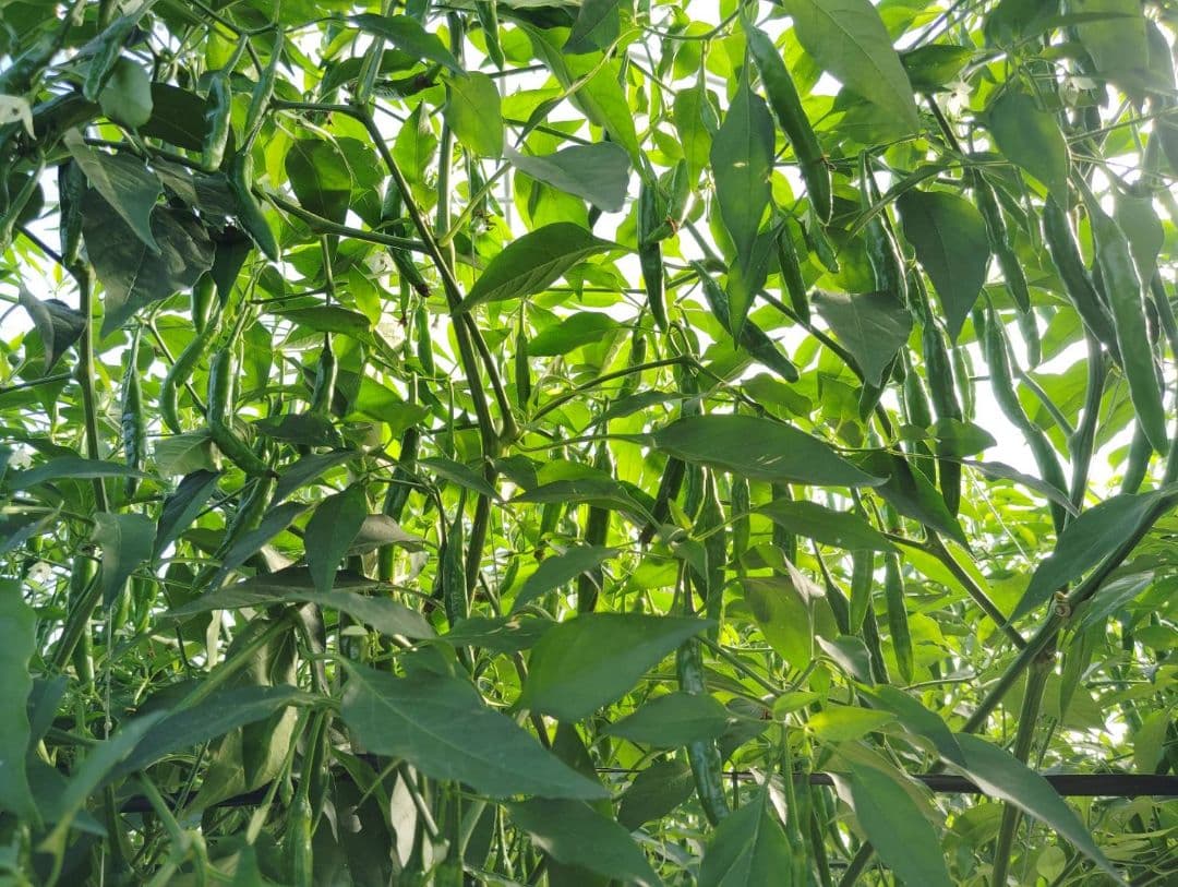 かずちゃん☆韓国青唐辛子☆激辛チョンヤンコチュ☆10kg☆農家直送