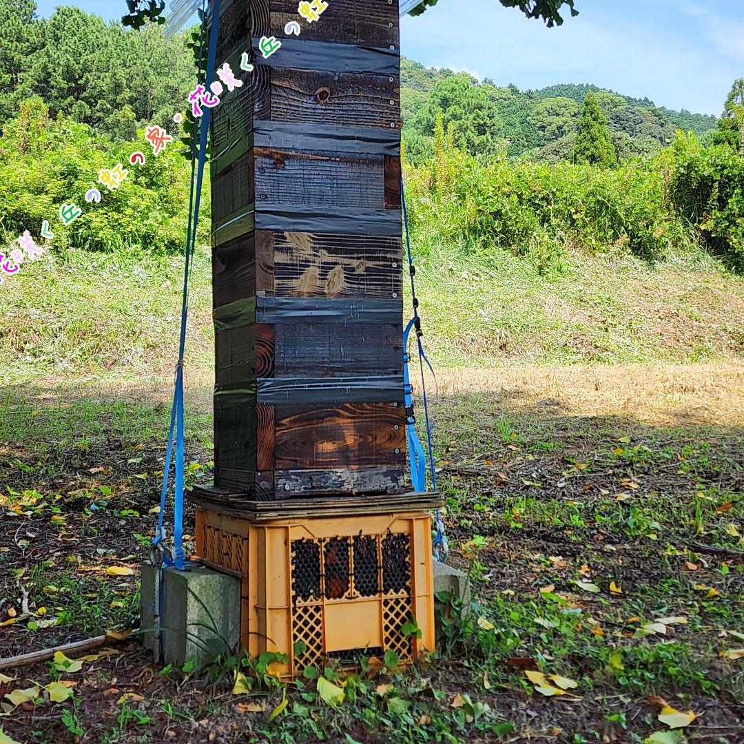 日本蜜蜂　百花蜜　500g×3本　1.5kg　3群味比べセット