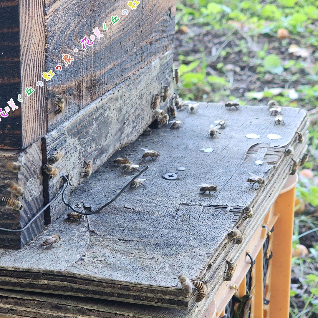 日本蜜蜂　百花蜜　500g×3本　1.5kg　3群味比べセット