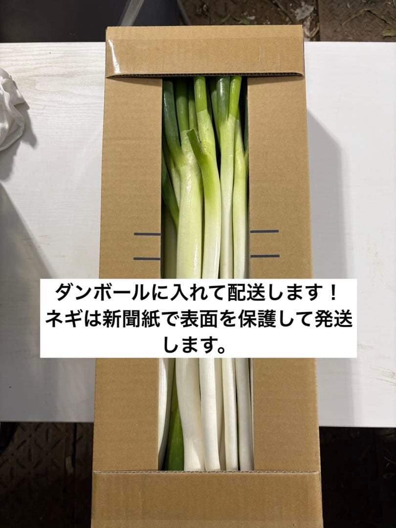 【大容量特価!!】白ネギ 約20kg(約200本) 千葉県東金市産