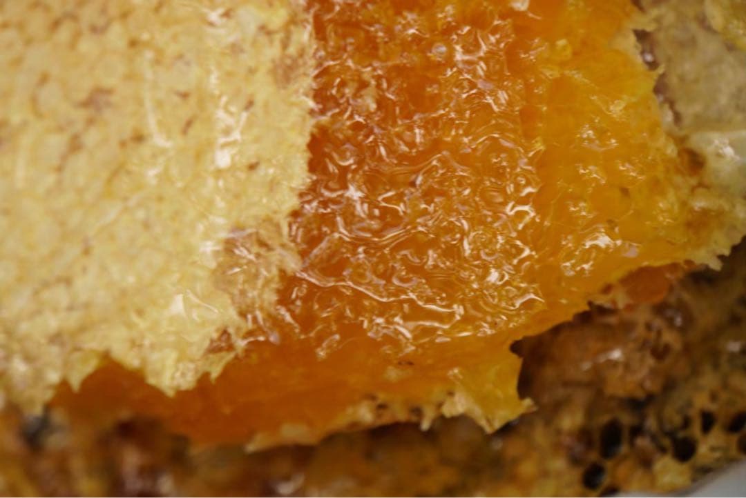 日本蜜蜂のハチミツ　巣箱違いの蜂蜜　奥山の奥のはちみつ