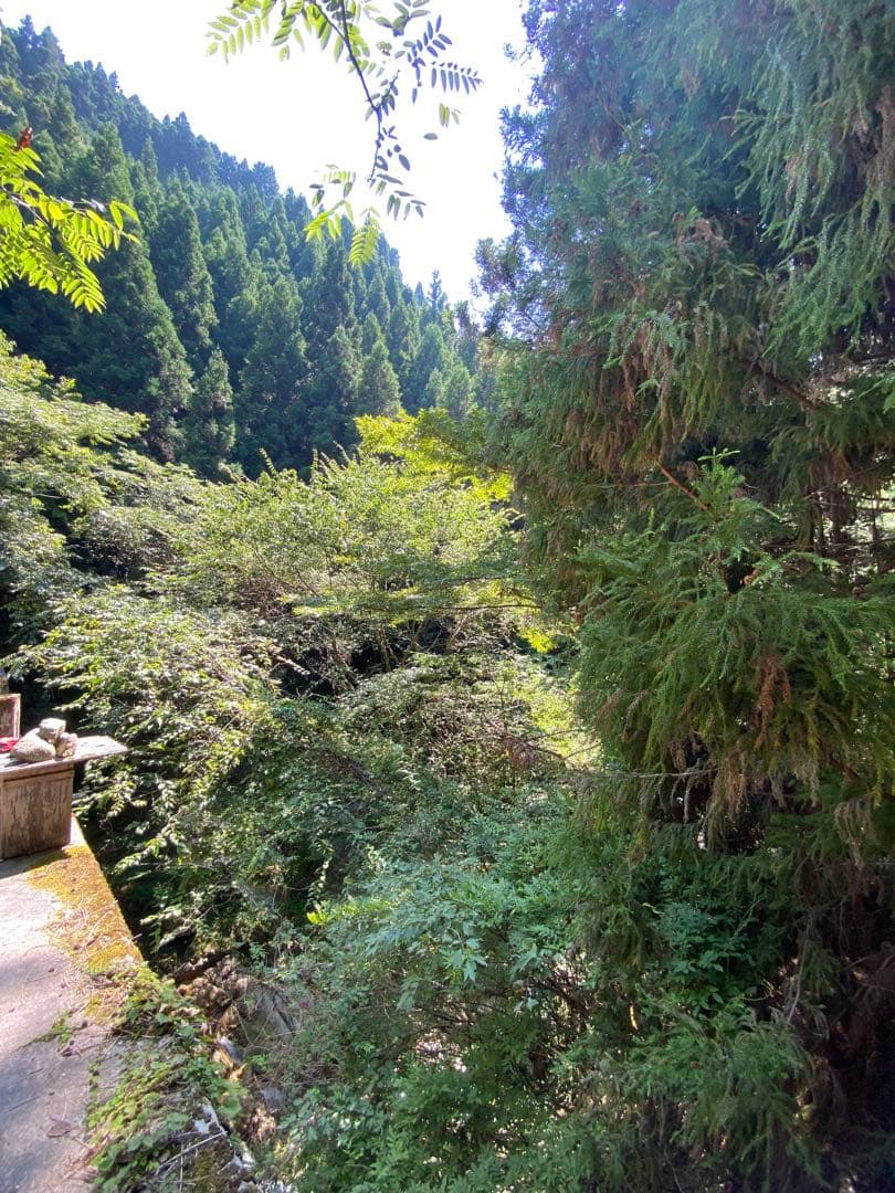 日本蜜蜂のハチミツ　巣箱違いの蜂蜜　奥山の奥のはちみつ