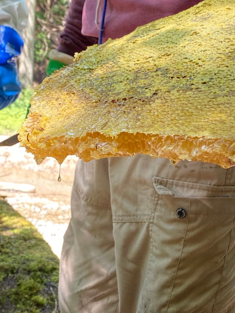 日本蜜蜂のハチミツ　巣箱違いの蜂蜜　奥山の奥のはちみつ