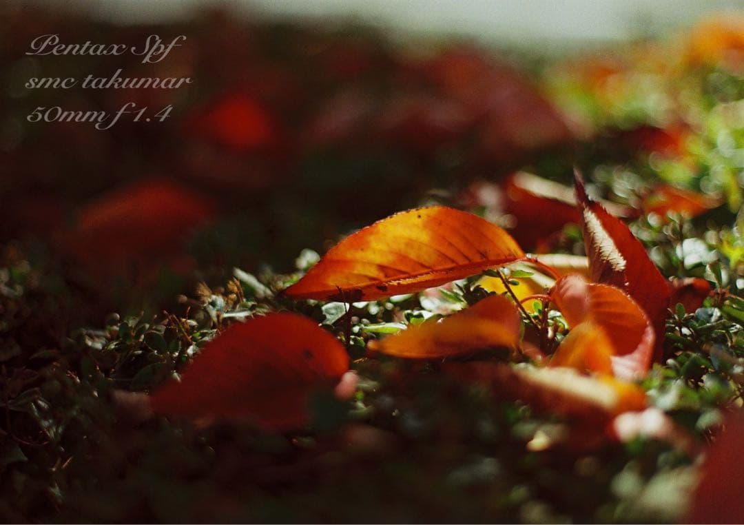 PENTAX SPF （BLACK）／smc f1.4★完動品＊美品＊初期保証付