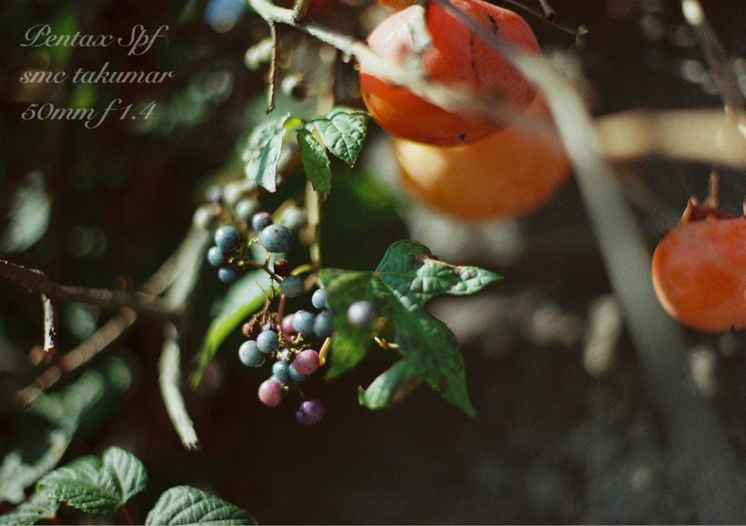 PENTAX SPF （BLACK）／smc f1.4★完動品＊美品＊初期保証付