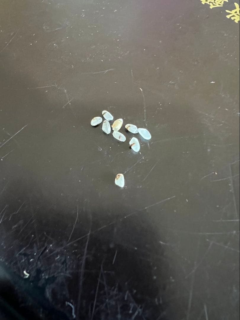 令和7年度コシヒカリ　近江米　農薬不使用