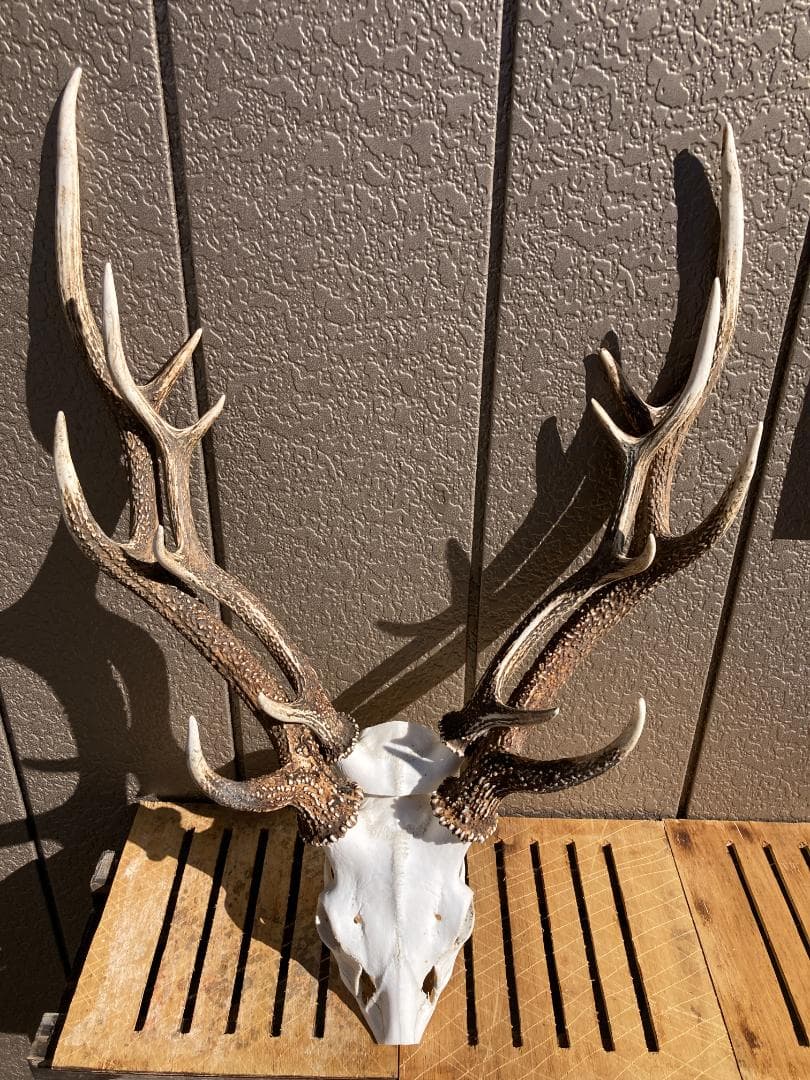 鹿の角 ニホンジカ ２個セット　関東産