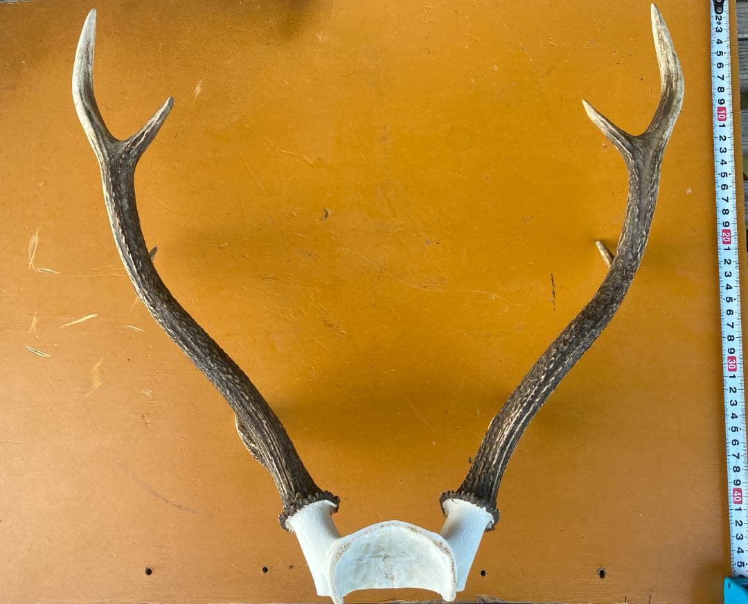 鹿の角 ニホンジカ ２個セット　関東産