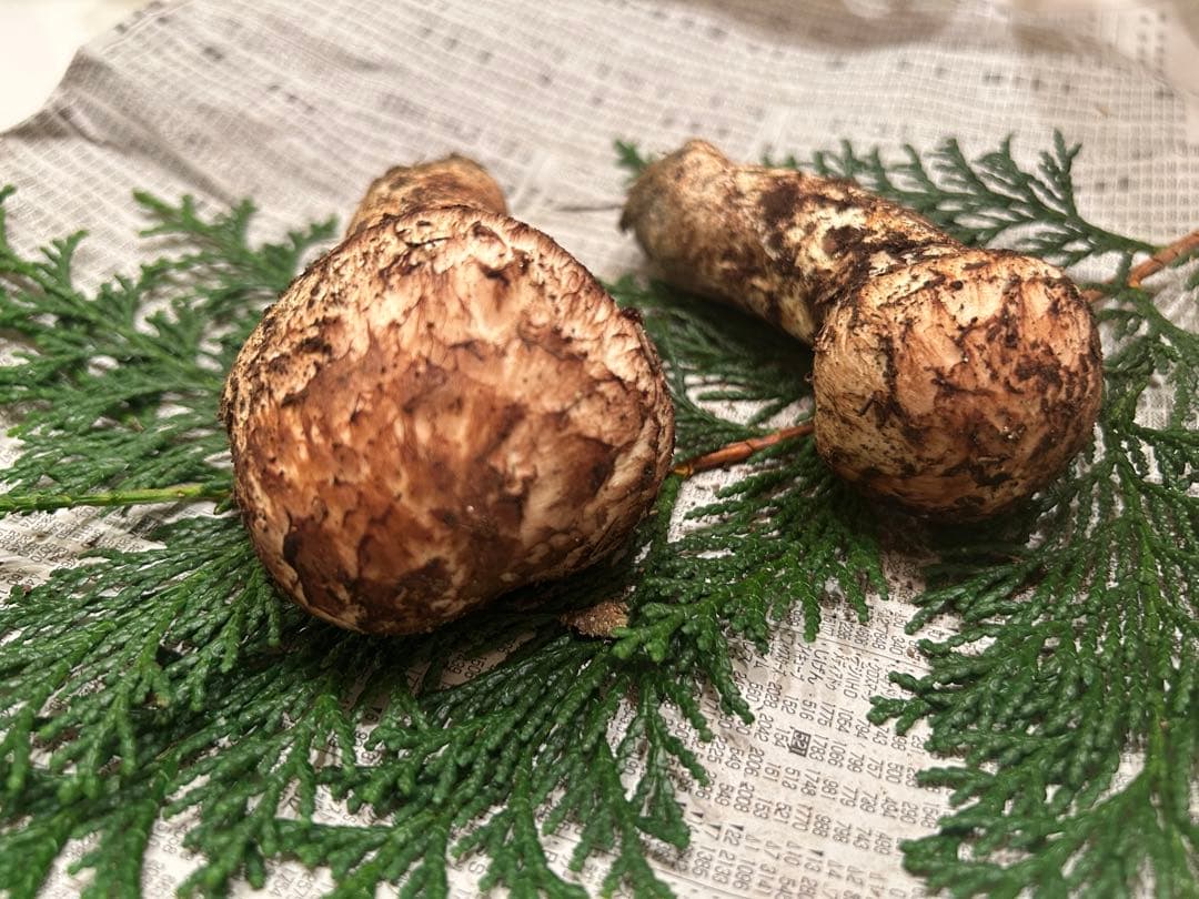 ☆信州産松茸☆今現在約110グラム☆まつたけ☆クール便送料着払い☆国産松茸☆5☆