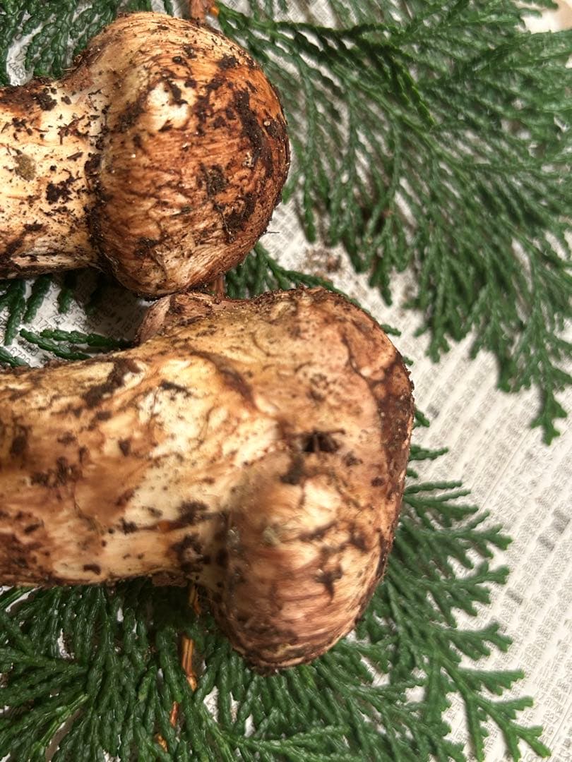 ☆信州産松茸☆今現在約110グラム☆まつたけ☆クール便送料着払い☆国産松茸☆5☆