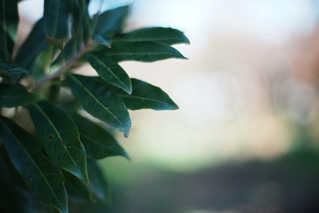 【箱付き】Carl Zeiss Planar 50mm F1.4 MMJ 647