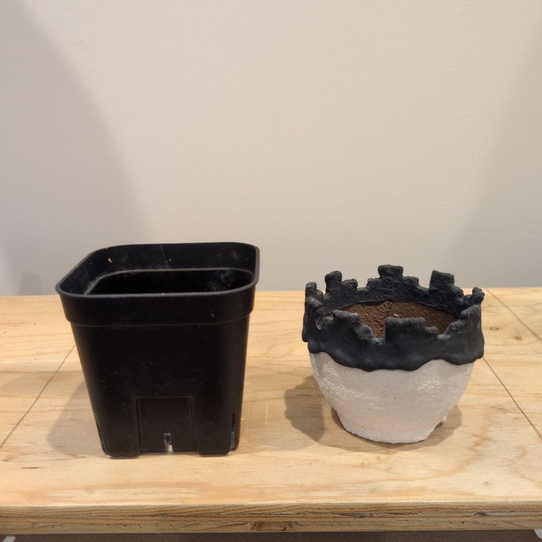 作家鉢まとめ売り