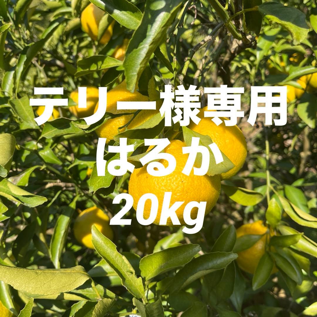 テリーはるか20kg