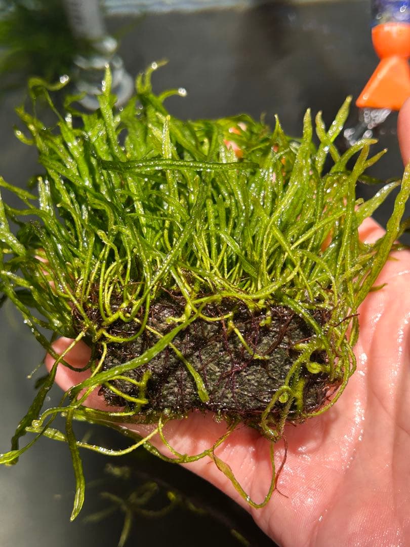 希少種‼️タイ産 本ナロー 石付き特大株