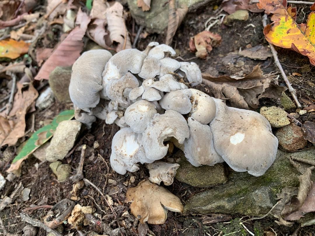 天然きのこセット