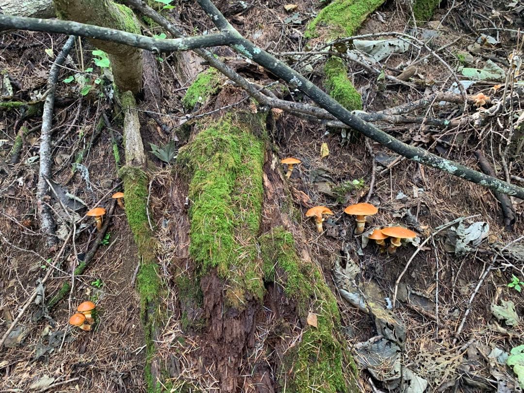 天然きのこセット