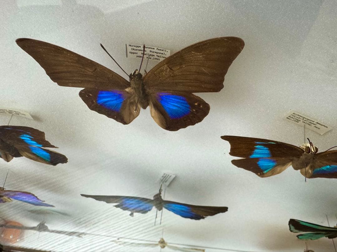 モルフォ蝶 オオルリアゲハ他11匹 標本