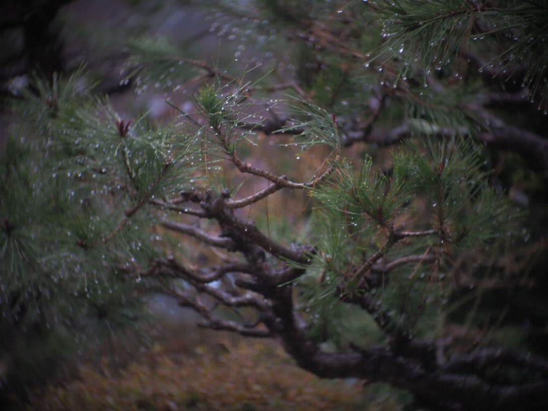 Cマウント　EASTMAN KODAK ROCHESTER 63mm F2.9