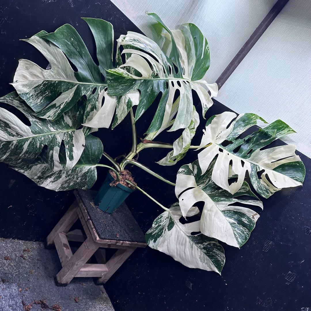 す*る様 斑入りモンステラ ホワイトタイガー極美大株74cm白斑多