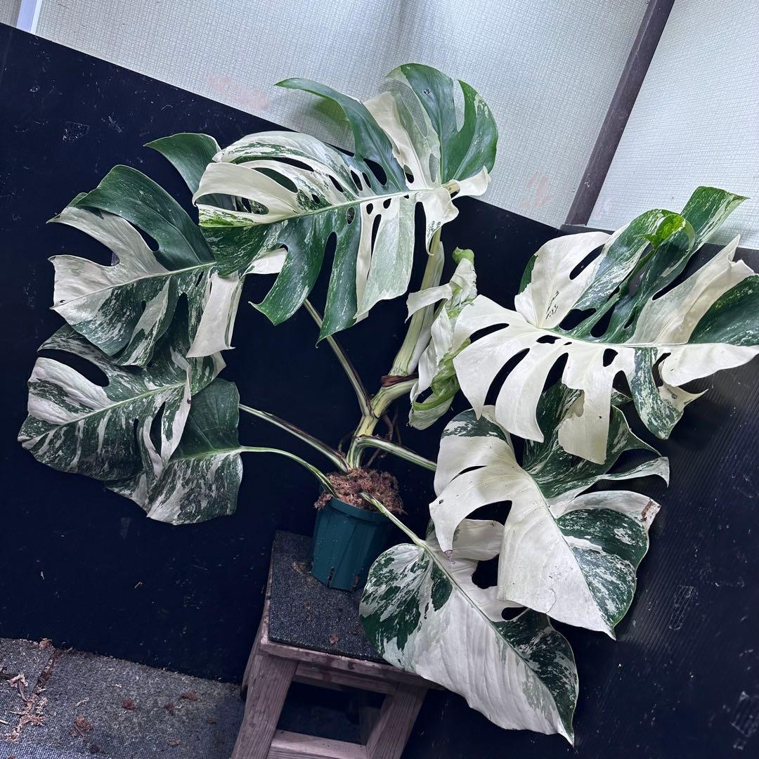 す*る様 斑入りモンステラ ホワイトタイガー極美大株74cm白斑多