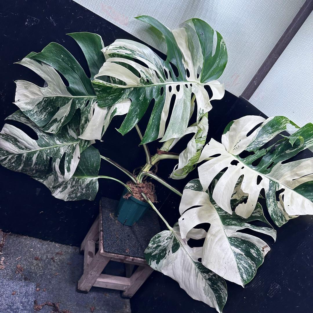 す*る様 斑入りモンステラ ホワイトタイガー極美大株74cm白斑多