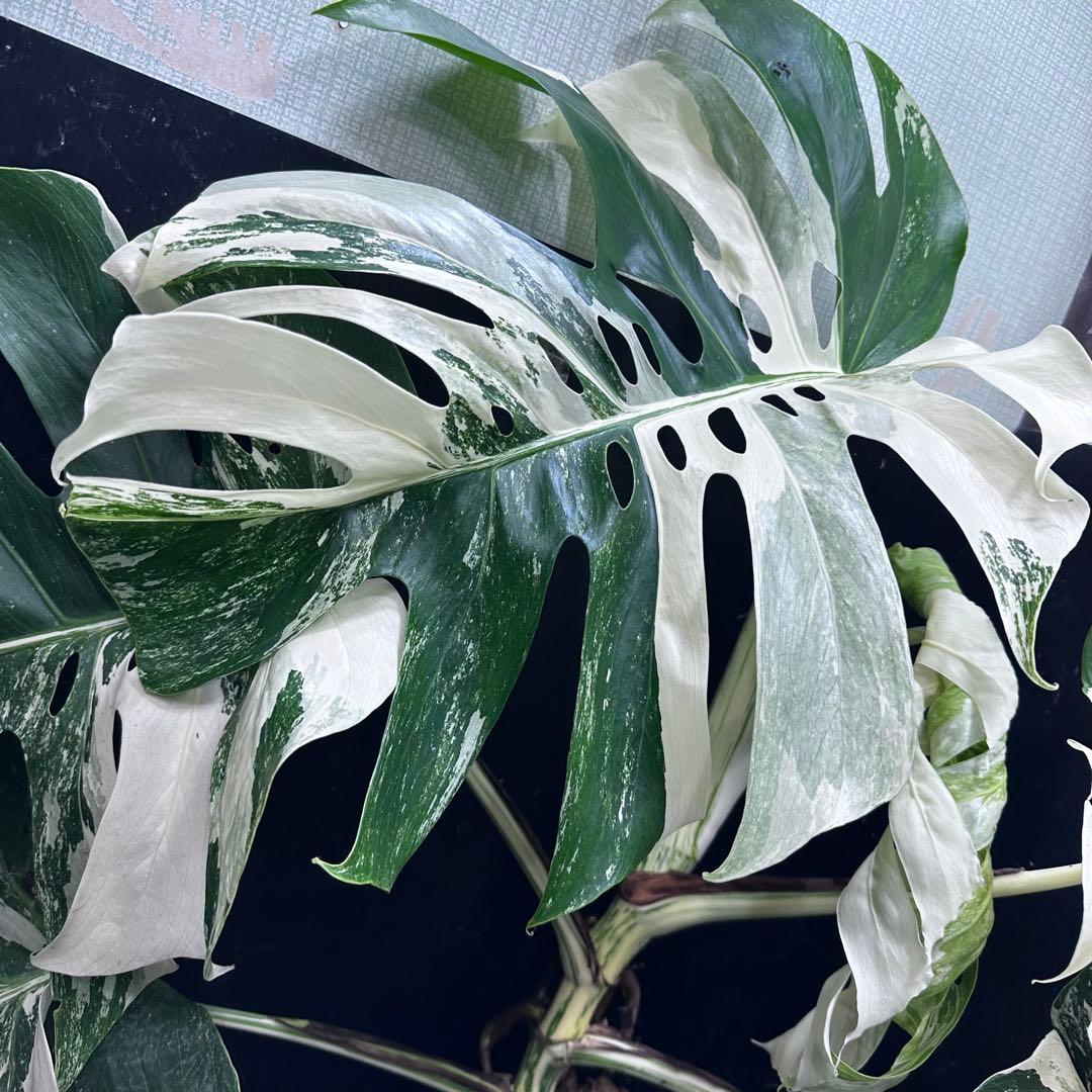 す*る様 斑入りモンステラ ホワイトタイガー極美大株74cm白斑多