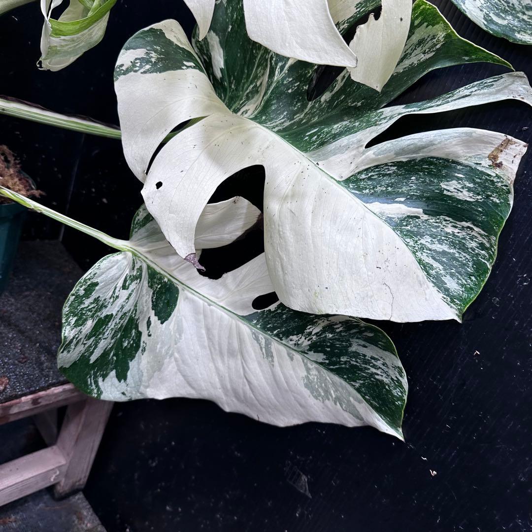 す*る様 斑入りモンステラ ホワイトタイガー極美大株74cm白斑多