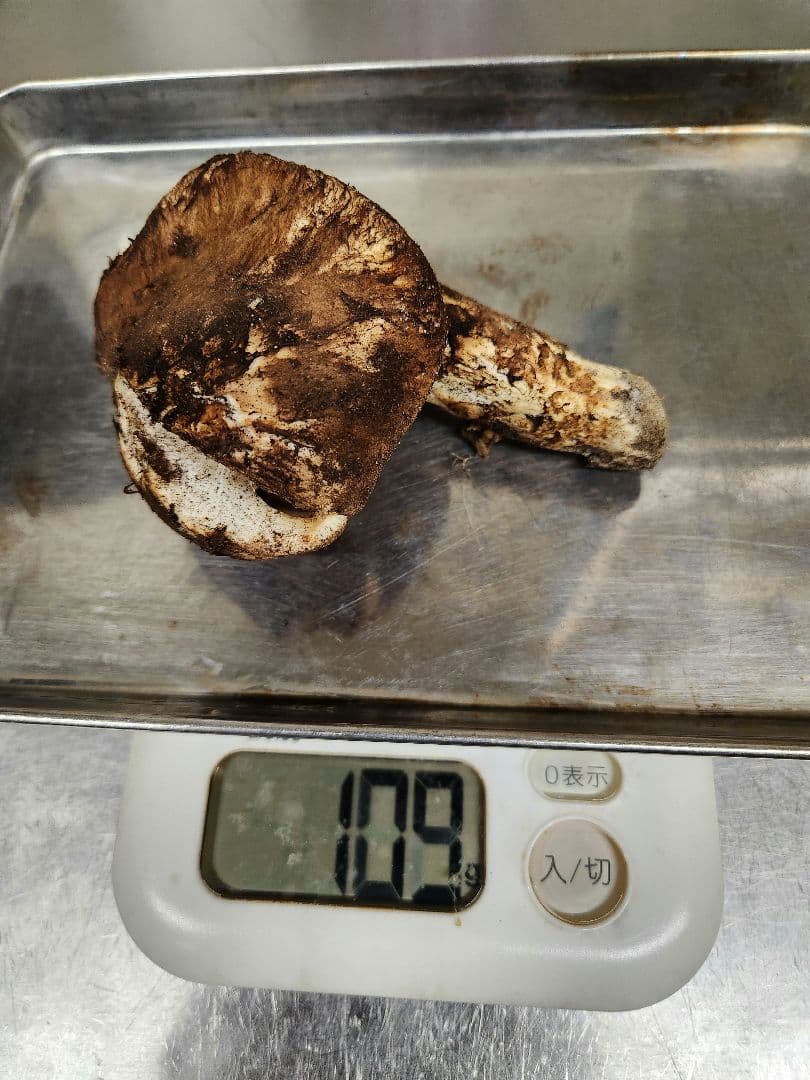 食材仕入れ専門　南信州松茸　曲がり　 315g　最終