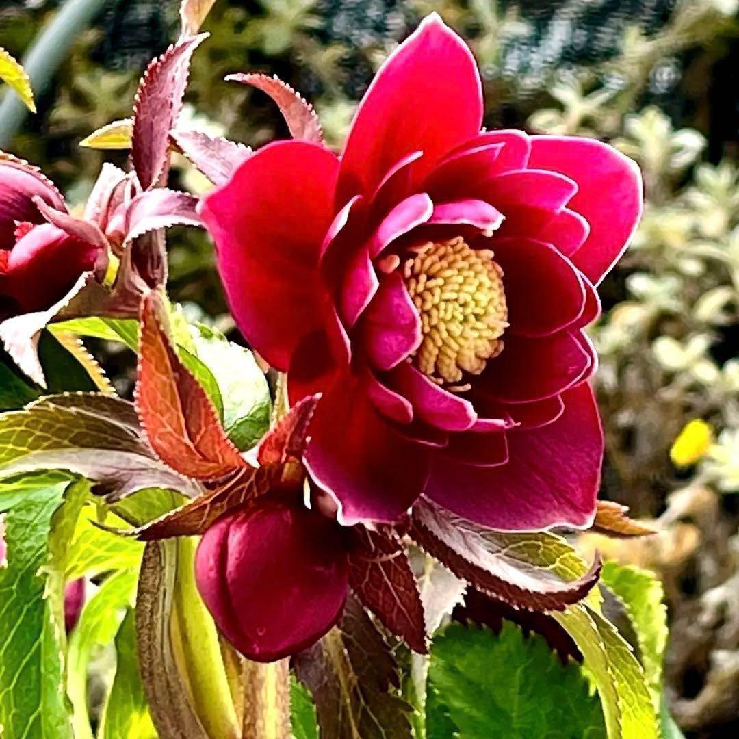 ま*い様 3406☘️蕾付き☘️超レア☘️唯一無二☘️⭐️ツヤツヤ赤⭐️クッキリ