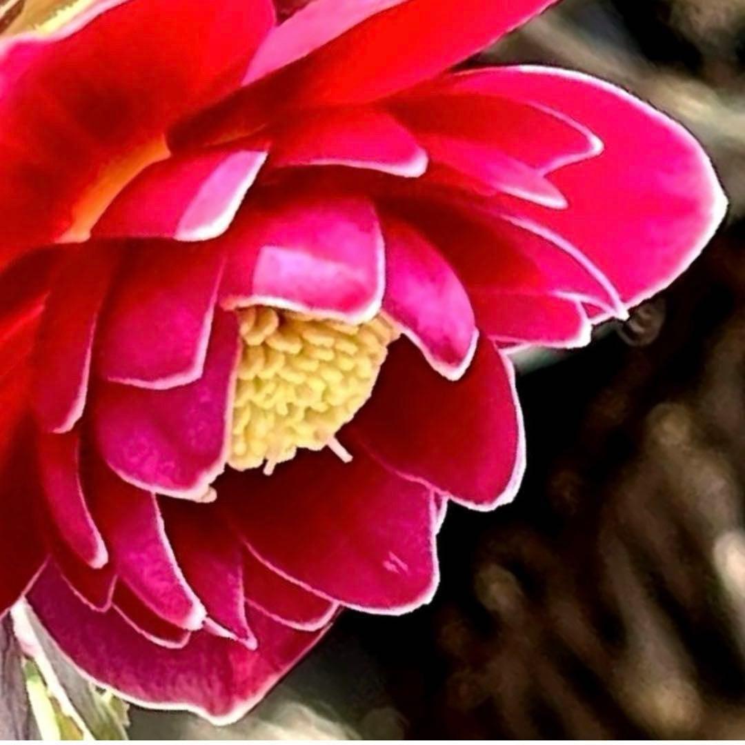 ま*い様 3406☘️蕾付き☘️超レア☘️唯一無二☘️⭐️ツヤツヤ赤⭐️クッキリ