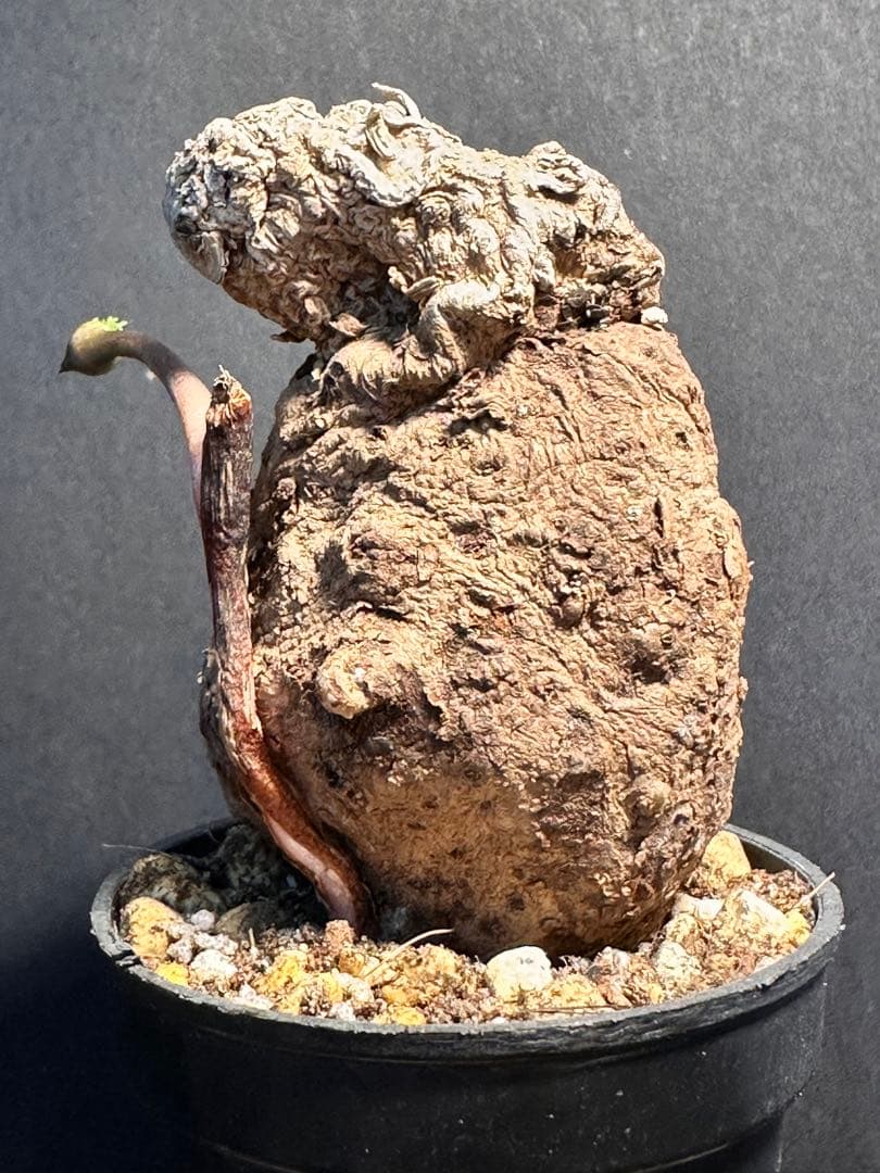 半*ー様 エリオスペルマムムルチフィダムEriospermum multifid