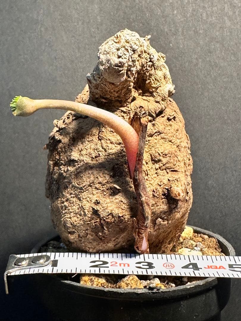 半*ー様 エリオスペルマムムルチフィダムEriospermum multifid