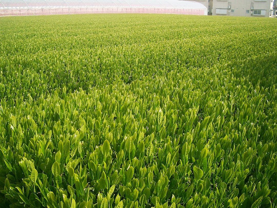 2025年産 新茶　深むし茶 極上煎茶１００ｇ×３袋 深蒸茶　緑茶　母の日ギフト