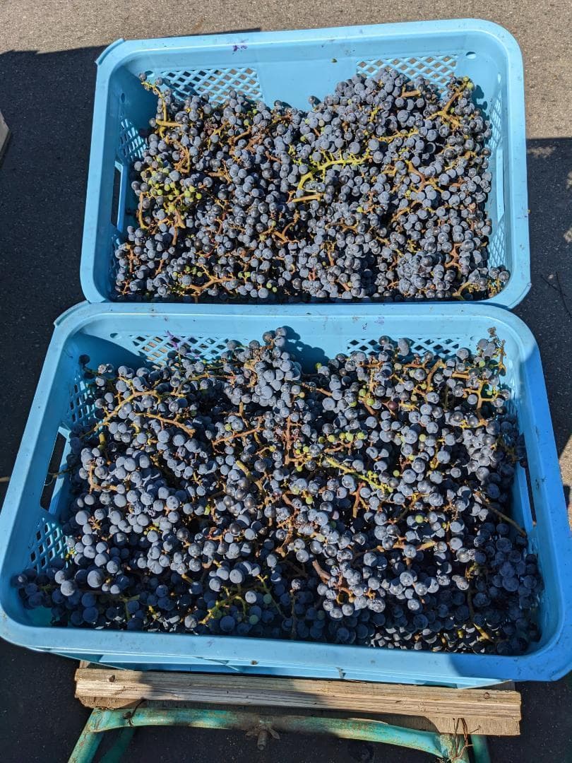 山ぶどう １2㎏　山形県月山山麓産②