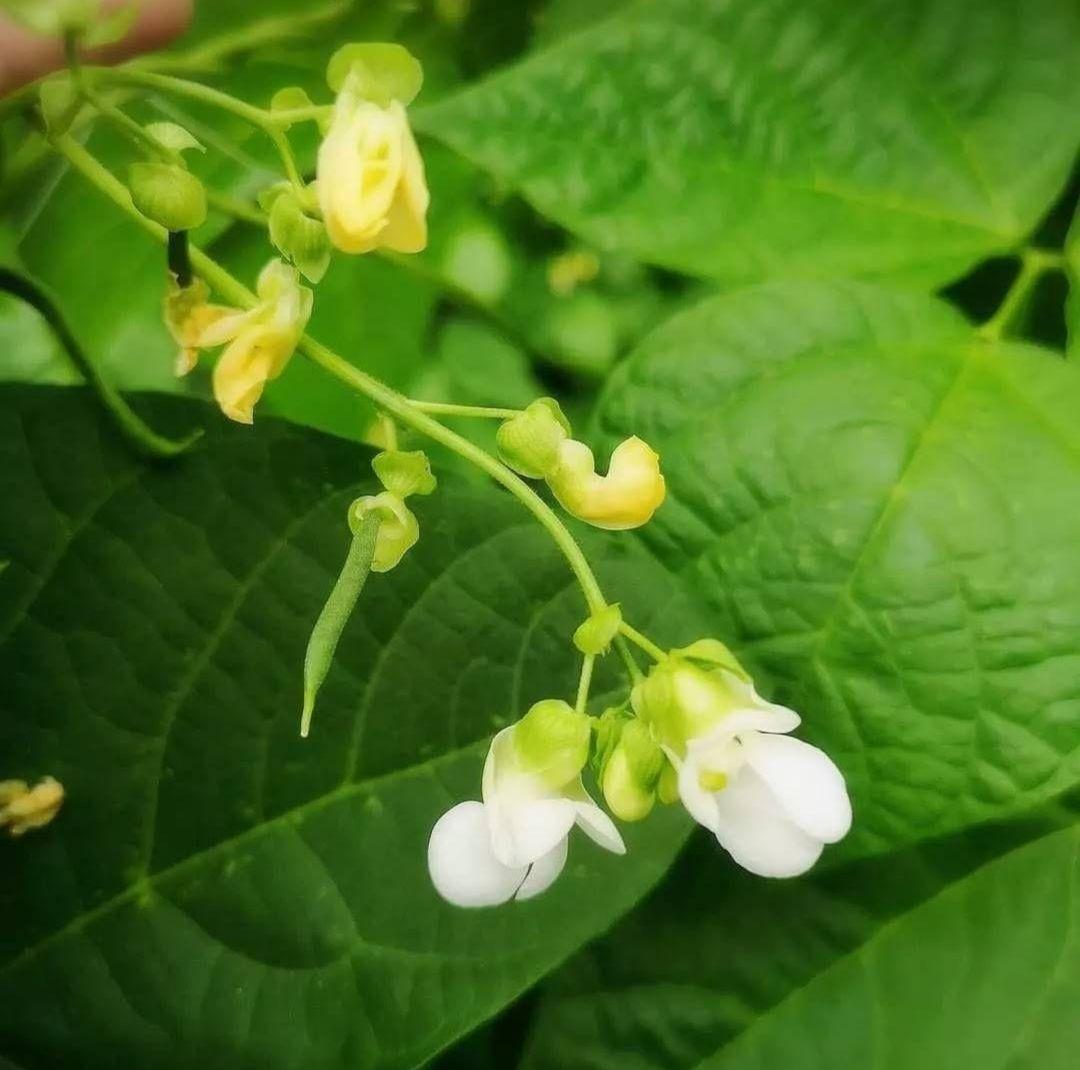 ✏おいしい野菜研究室✏　ジャンボいんげんAB品込み10㌔低農薬