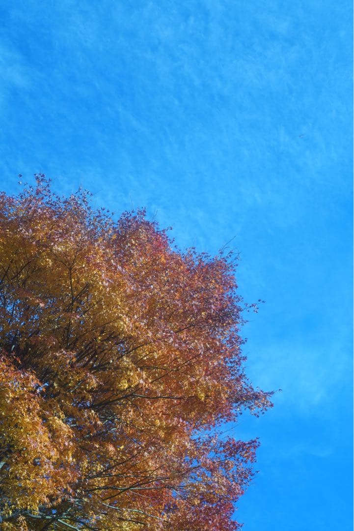 Leica Elmar 5cm F2.8（L39マウント）