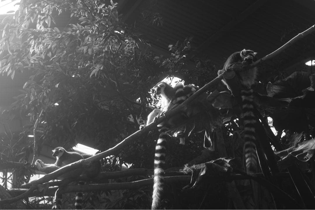 Leica Elmar 5cm F2.8（L39マウント）