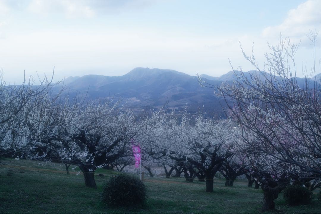 Leica Elmar 5cm F2.8（L39マウント）