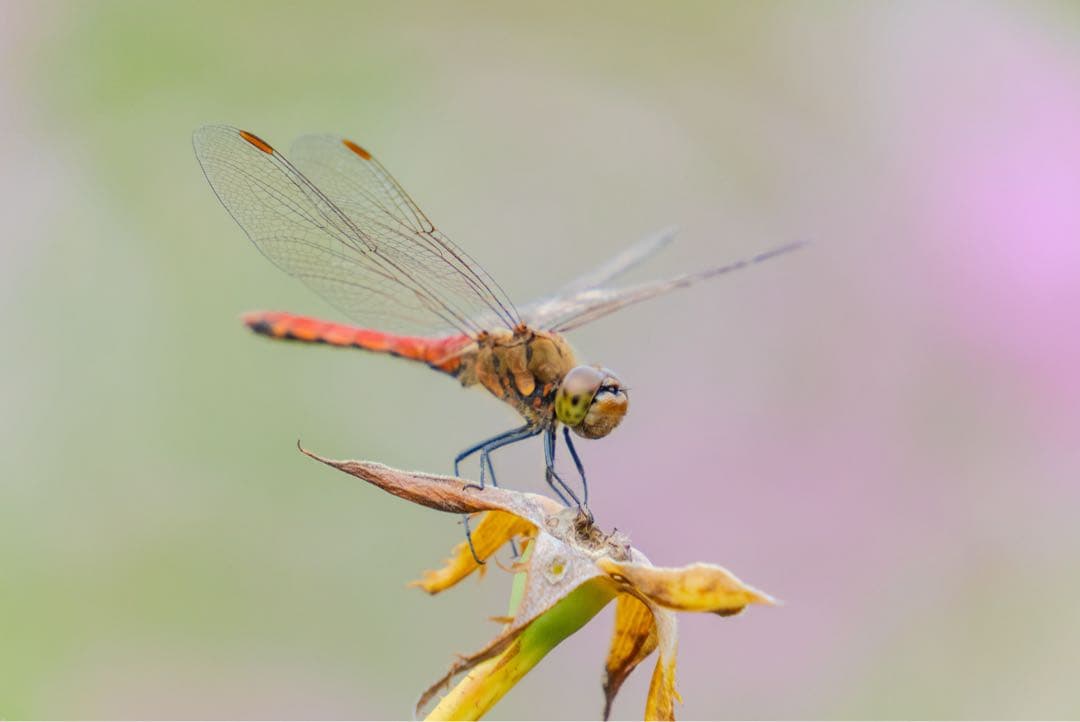 《9月購入》SONY α6700 ILCE-6700 APS-C ミラーレス一眼