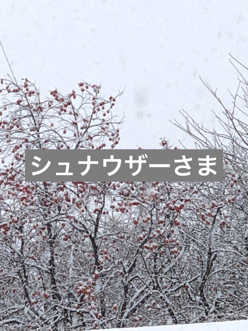 シュナウザーさま