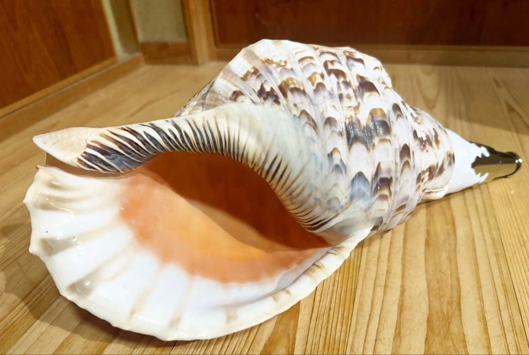 特大42㎝修験道法螺貝　山伏　密教　魔除け　熊よけ ❣️ホラガイ ほら貝